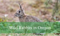 6 Wild Rabbits in Oregon (With Pictures and Identification)
