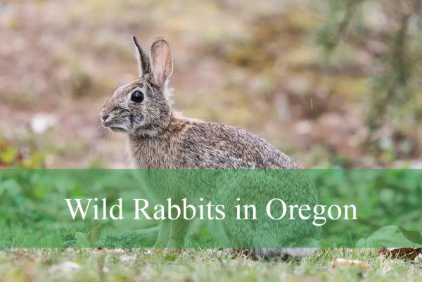 Wild Rabbits in Oregon