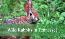 3 Types of Wild Rabbits in Tennessee (Pictures and Identification)