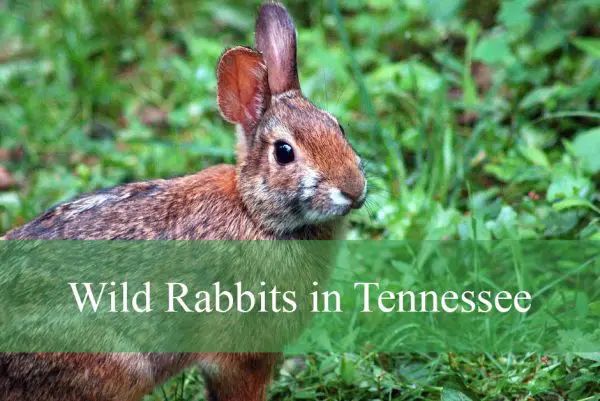 Wild Rabbits in Tennessee