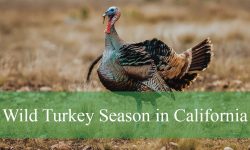 Wild Turkey Season in California: Tips, Tricks, and Prime Spots