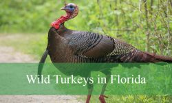 Wild Turkeys in Florida: Types, Lifestyle, and Top Viewing Locations