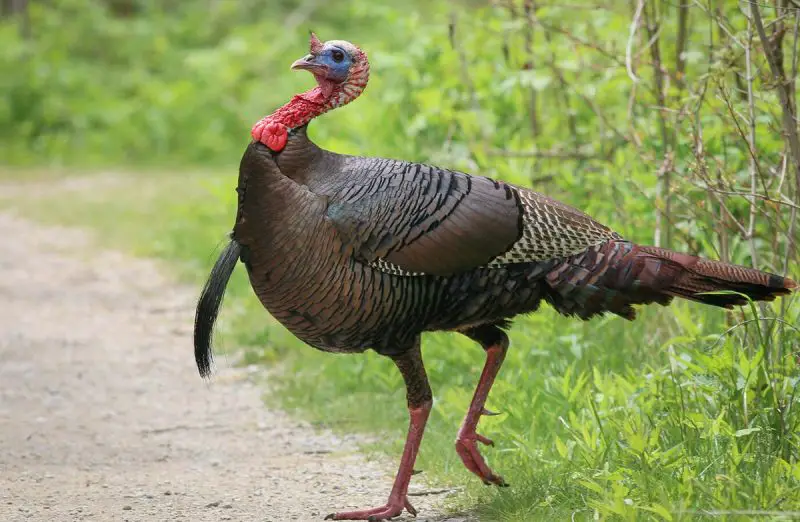 Wild Turkeys in Florida