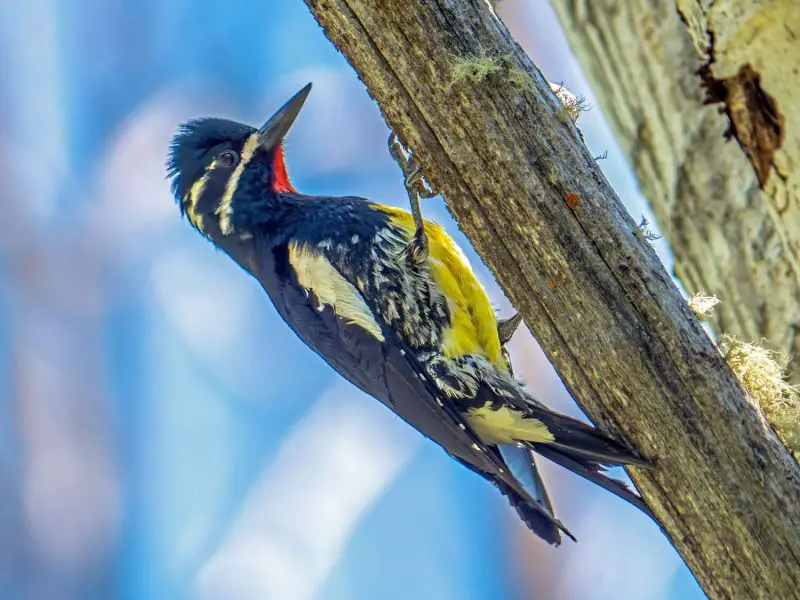 Woodpeckers in Illinois