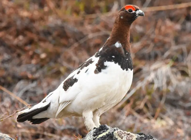Grouse in Maine