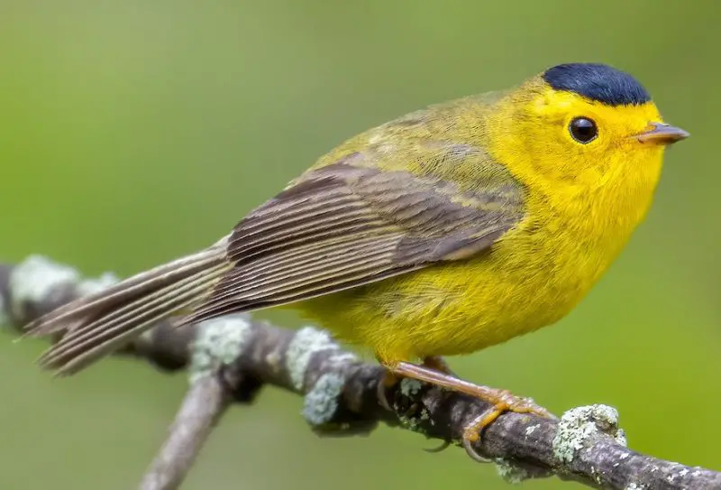 Warblers in Florida