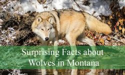 Wolves in Montana: Untold Legends and Surprising Facts