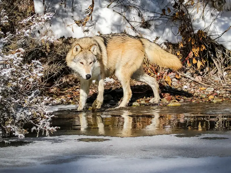 Wolves in Montana