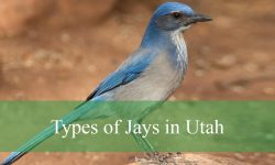 5 Types of Jays in Utah (With Pictures and Identification)