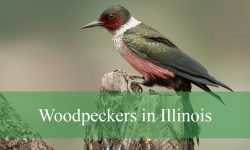 11 Types of Woodpeckers in Illinois (Pictures and Identification)