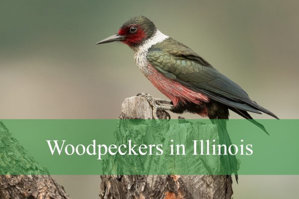 Woodpeckers in Illinois