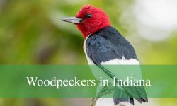9 Woodpeckers in Indiana (With Pictures and Identification)