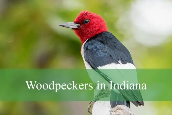 Woodpeckers in Indiana