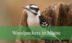10 Woodpeckers in Maine (With Pictures and Identification)