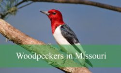 9 Woodpeckers in Missouri (With Pictures and Identification)