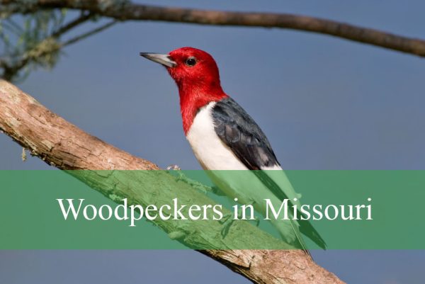 Woodpeckers in Missouri