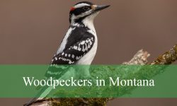 11 Woodpeckers in Montana (With Pictures and Identification)