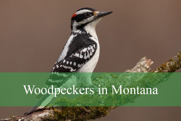 Woodpeckers in Montana