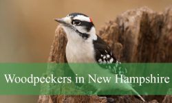 9 Woodpeckers in New Hampshire (Pictures and Identification)