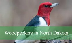 10 Woodpeckers in North Dakota (With Pictures and Identification)