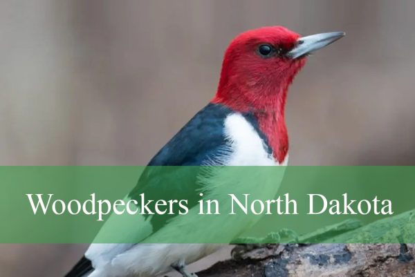 Woodpeckers in North Dakota