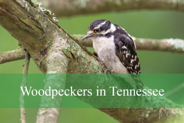 Woodpeckers in Tennessee