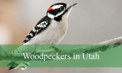 9 Woodpeckers in Utah (With Pictures and Identification)