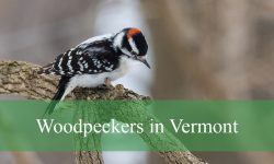 9 Woodpeckers in Vermont (With Pictures and Identification)