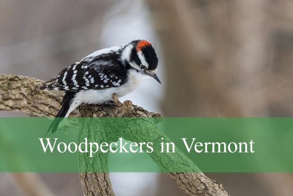 Woodpeckers in Vermont