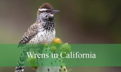 9 Types of Wrens in California (With Pictures and Identification)