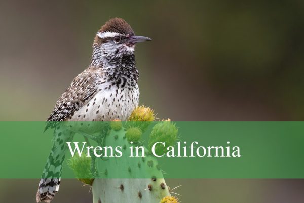 Wrens in California