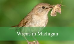 7 Types of Wrens in Michigan (With Pictures and Identification)
