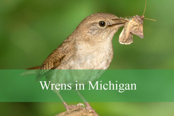 Wrens in Michigan