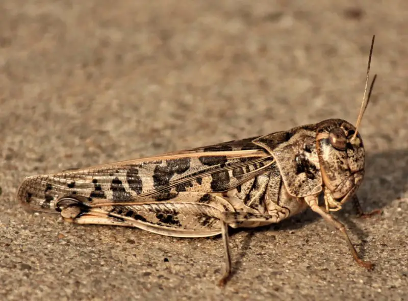 Grasshoppers in California