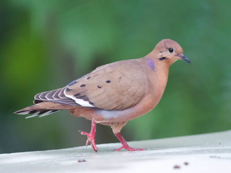 Doves in Florida