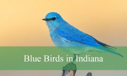 17 Stunning Blue Birds in Indiana (Pictures and Identification)
