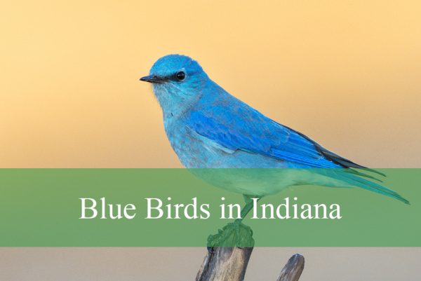 blue birds in indiana