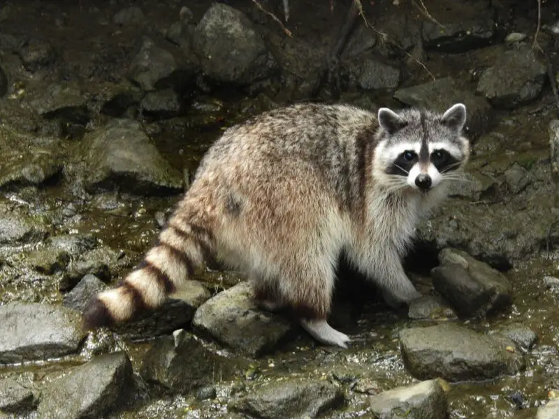 Raccoons in Ohio