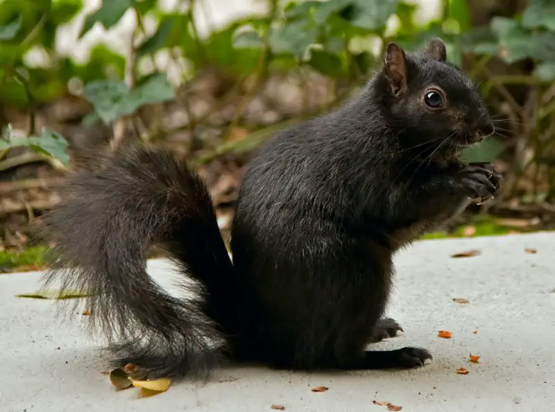 Black Squirrels in Ohio