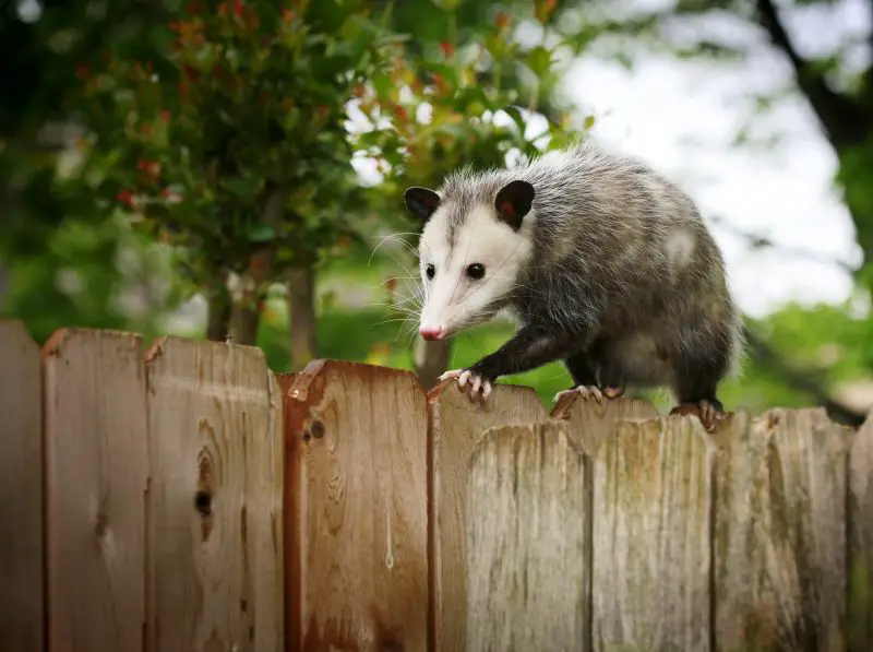 Opossums in Florida
