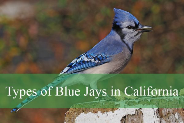 types of blue jays in California