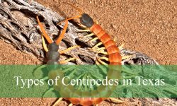 10 Types of Centipedes in Texas (With Pictures and Identification)
