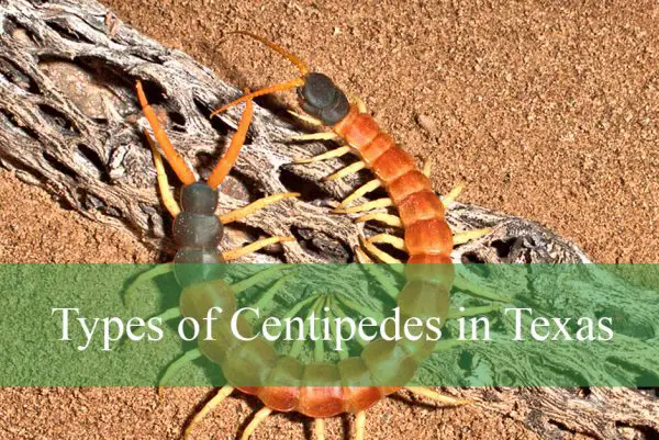 Centipedes in Texas
