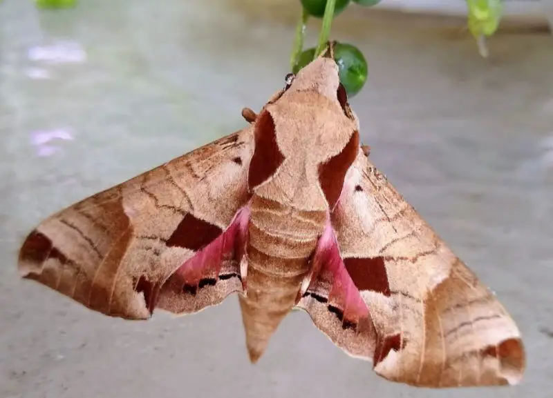 Moths in Colorado