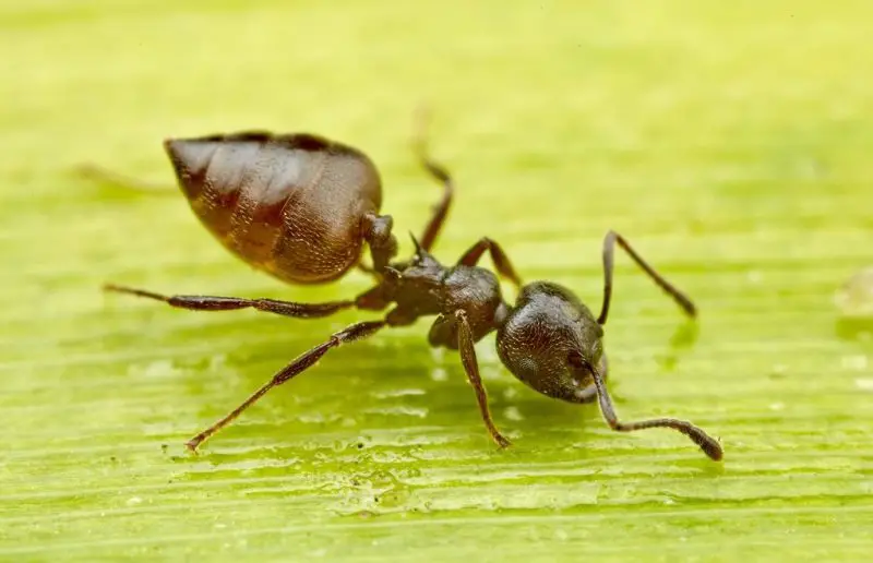 Biting Ants in Virginia