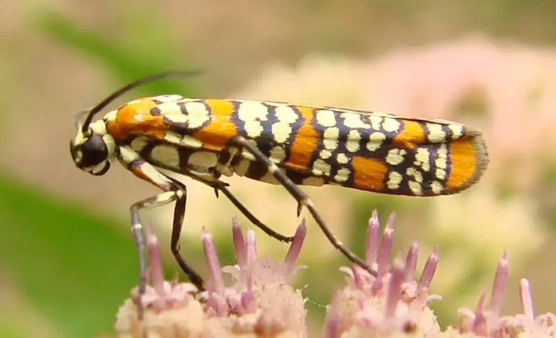 Moths in Colorado