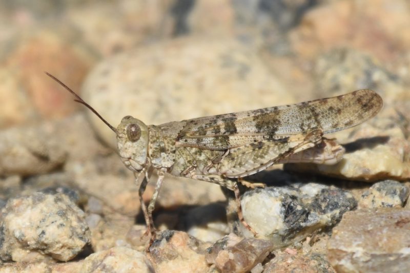 Grasshoppers in Montana