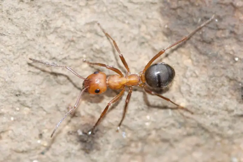 Biting Ants in Virginia
