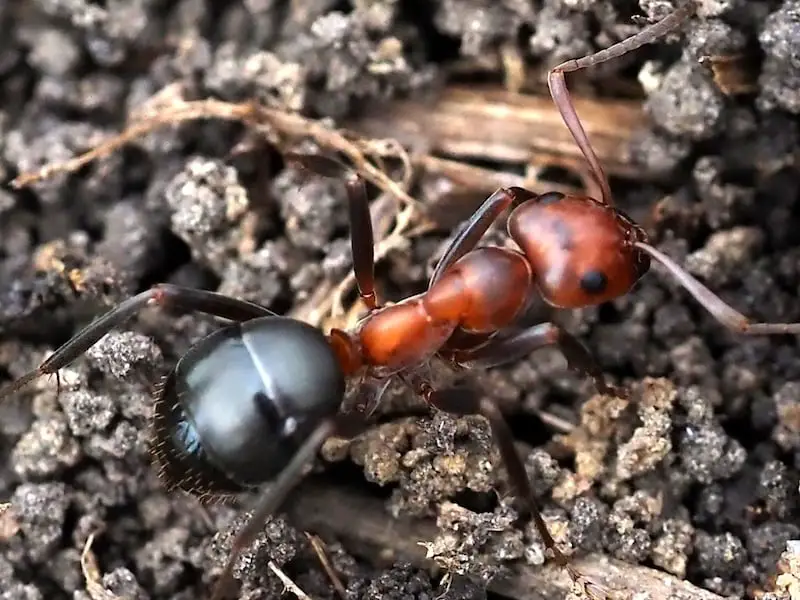Ants in Massachusetts
