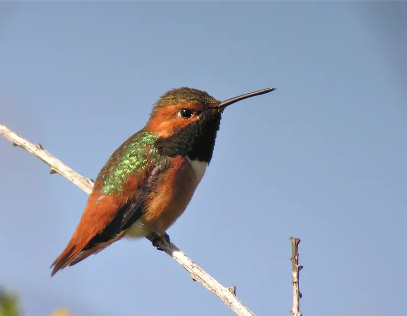 Hummingbirds in Pennsylvania